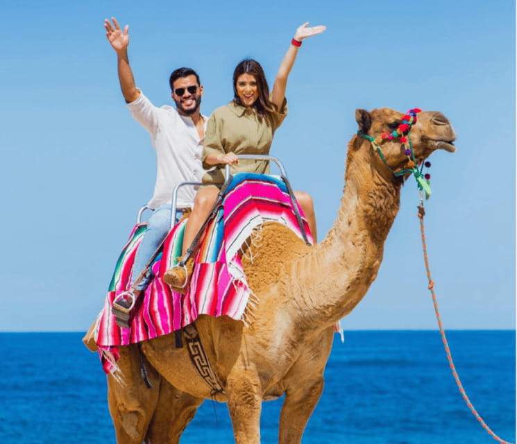 Cabo: Camel Safari Adventure with Tacos - Meeting the camels at the sanctuary