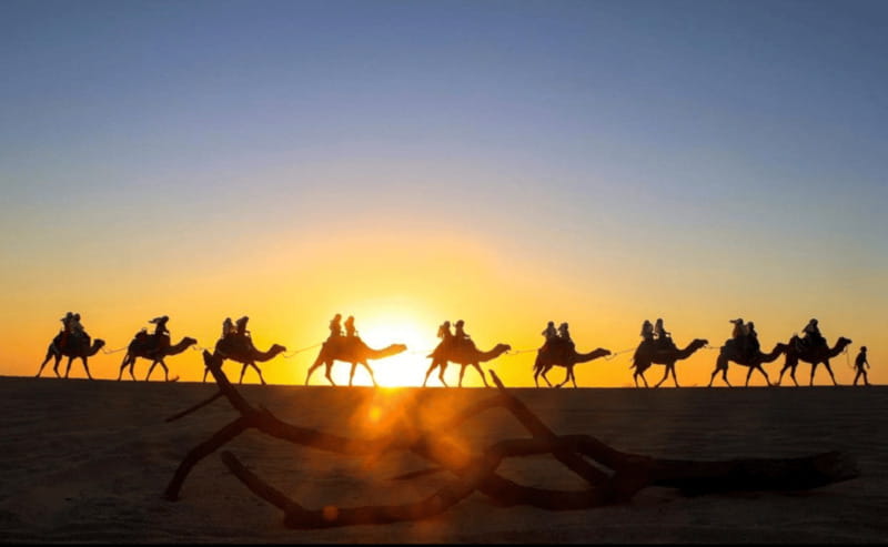 Cabo: Camel Safari Adventure with Tacos - From your hotel to Migriño