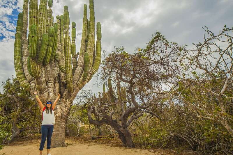 Cabo San Lucas: Camel Safari Tour with Lunch and Tequila - Tequila tasting with a coastal view