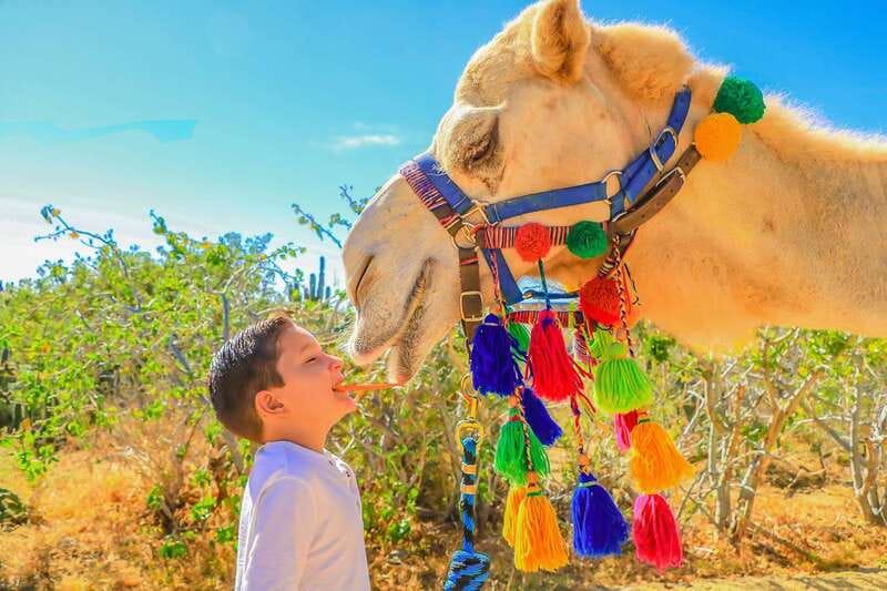 Cabo San Lucas: Camel Safari Tour with Lunch and Tequila - Who will enjoy this outing most