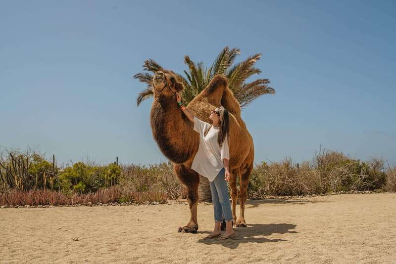Cabo San Lucas: Camel Safari Tour with Lunch and Tequila - Guides, service, and the overall mood