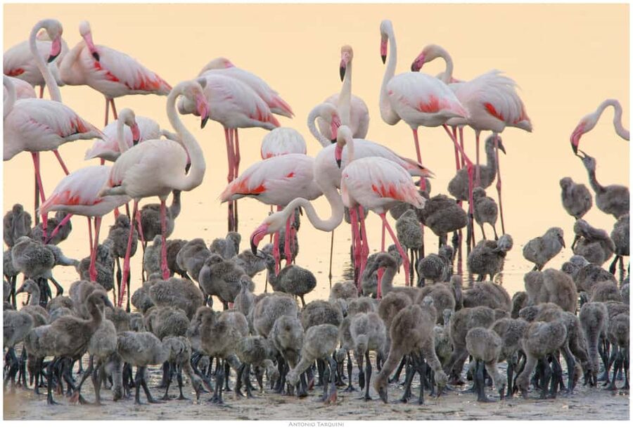 Cagliari: EcoSafari Flamingos Tour in Molentargius Park - Key points to know before you go