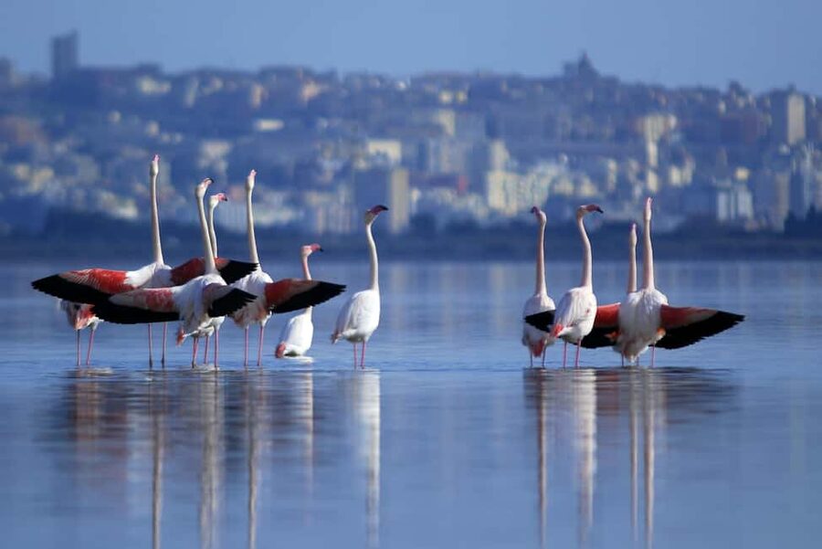 Cagliari: EcoSafari Flamingos Tour in Molentargius Park - Seeing the Fossil Beaches of Is Arenas