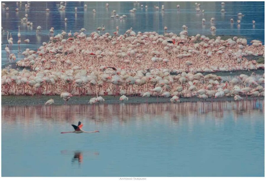 Cagliari: EcoSafari Flamingos Tour in Molentargius Park - Reaching the protected Ecosystem area
