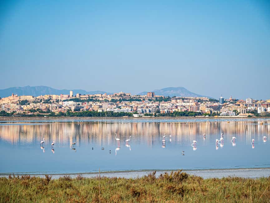 Cagliari: EcoSafari Flamingos Tour in Molentargius Park - Looking beyond flamingos: 250 bird species