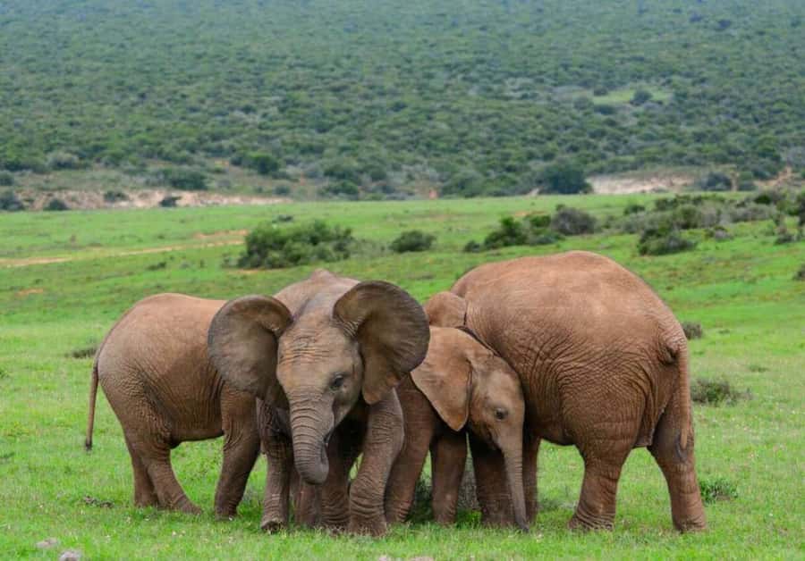 Cairo: Guided Day Trip to Africa Safari Park with Lunch - Lunch beside the river at Zambezi
