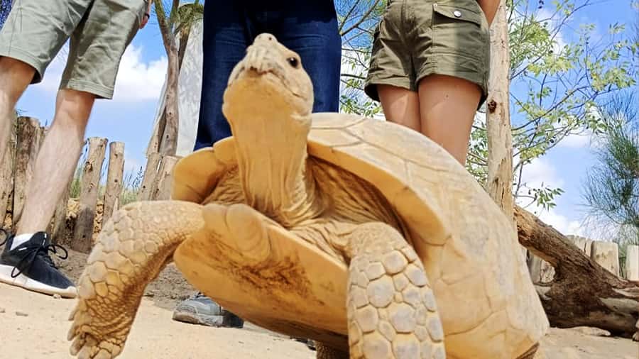 Cairo: Guided Day Trip to Africa Safari Park with Lunch - Who will enjoy this day most?