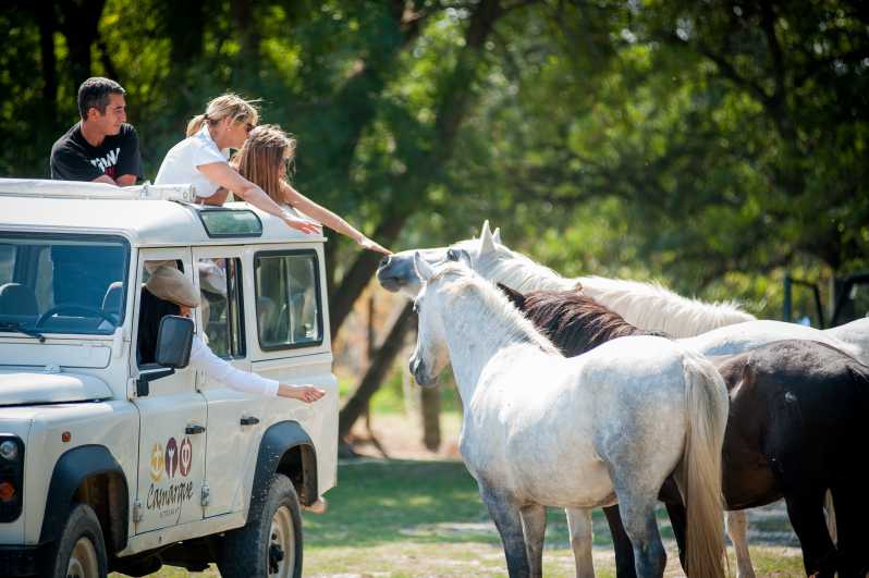 Camargue: Half-Day 4x4 Guided Safari Adventure - Key points at a glance