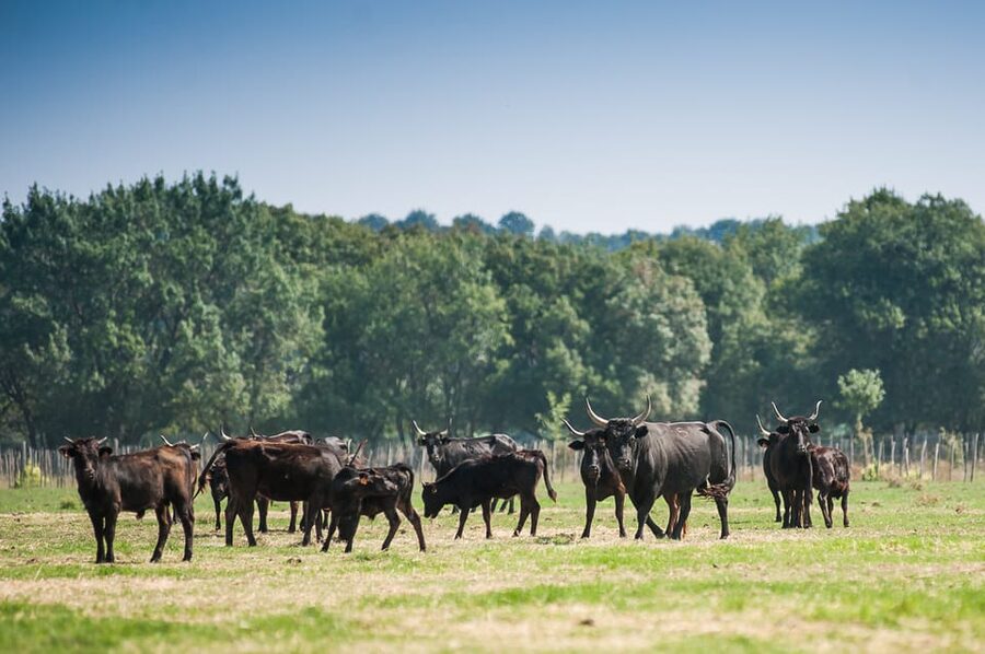 Camargue: Half-Day 4x4 Guided Safari Adventure - Aigues-Mortes adds a medieval change of scene
