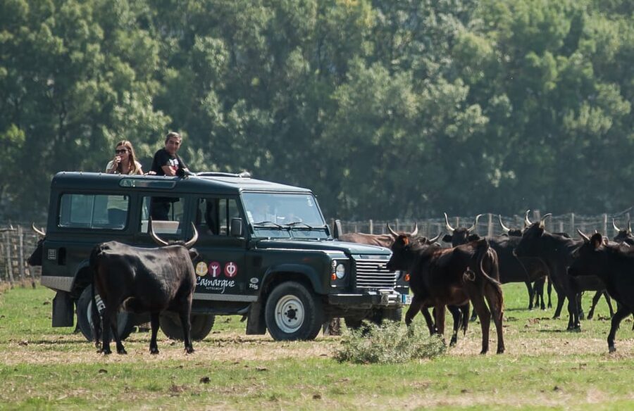 Camargue: Half-Day 4x4 Guided Safari Adventure - Comfort, clothing, and practical planning