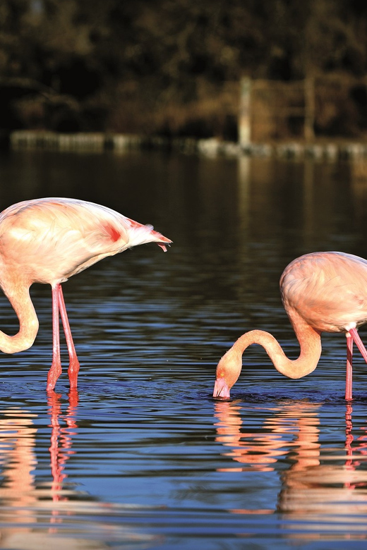 Camargue: Half-Day 4x4 Guided Safari Adventure - The breeding ranch and the animals of Camargue