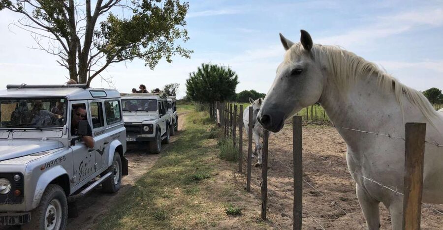 Camargue: Safari from Saintes-Maries-de-la-Mer - Key Points at a Glance