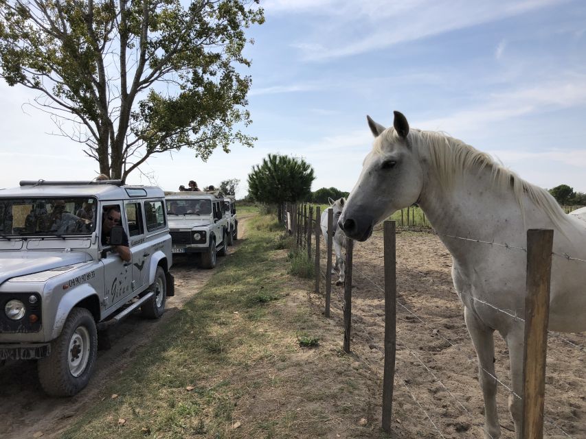 Camargue: Safari from Saintes-Maries-de-la-Mer - Why This Short Safari Works
