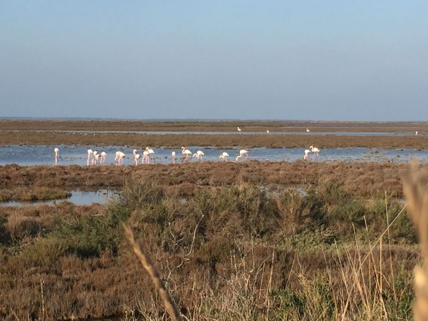 Camargue: Safari from Saintes-Maries-de-la-Mer - Flamingos and Birds Beside the Ponds