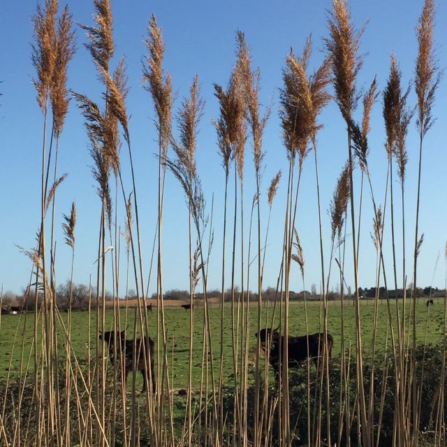 Camargue: Safari from Saintes-Maries-de-la-Mer - The Guide Makes the Difference