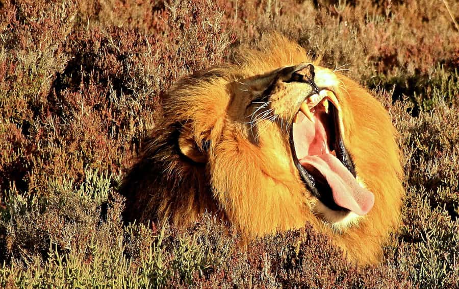 Cape Town: 2-Day Wildlife Tour with Safaris and Luxury Stay - Is this the right safari from Cape Town?