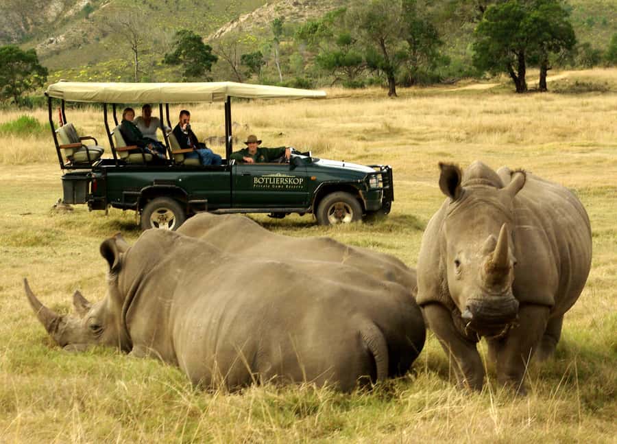 Cape Town: 2-Day Wildlife Tour with Safaris and Luxury Stay - Guides, vehicles, and group size