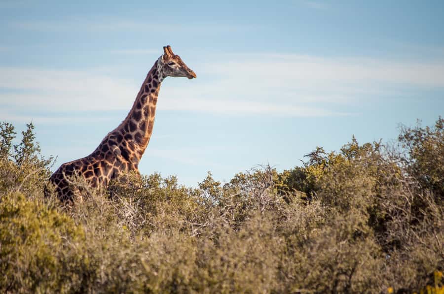 Cape Town: 2-Day Wildlife Tour with Safaris and Luxury Stay - Who should book this $534 experience?