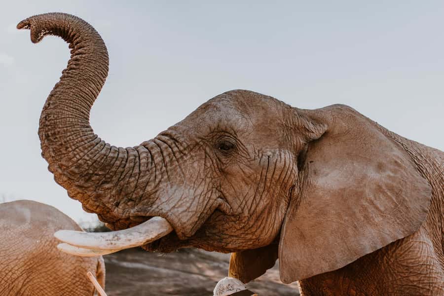 Cape Town: 2-Day Wildlife Tour with Safaris and Luxury Stay - Day one: from Table Mountain to Botlierskop