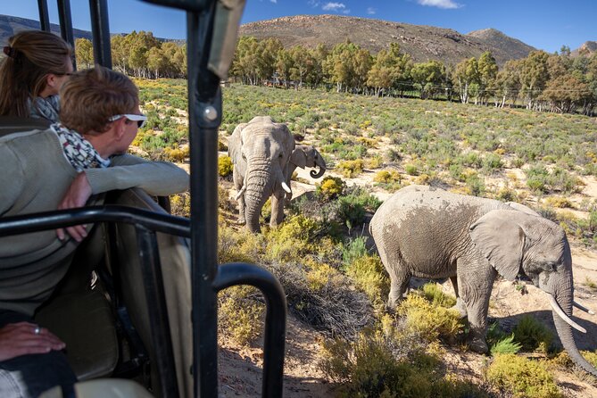 Cape Town Aquila Afternoon Safari with transport and lunch - Five things to know before you book