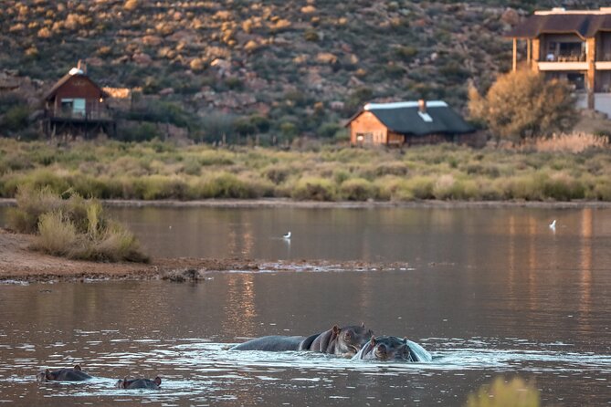 Cape Town Aquila Afternoon Safari with transport and lunch - The game drive and its best animal sightings