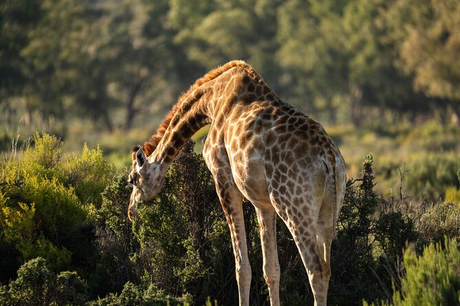Cape Town Aquila Afternoon Safari with transport and lunch - A reserve experience, not untouched wilderness