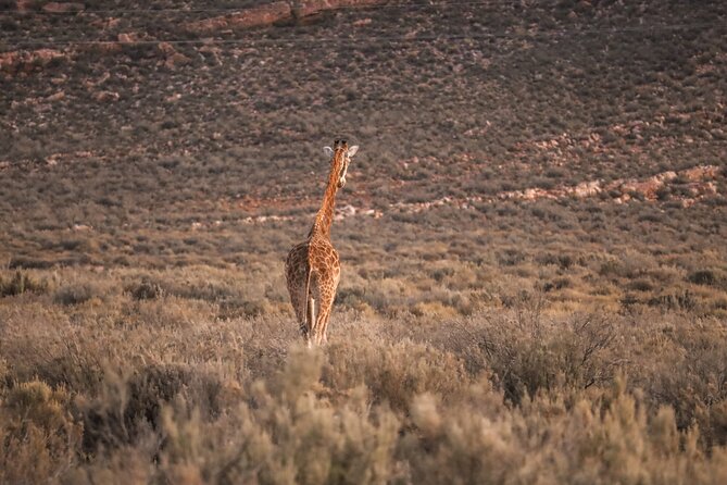 Cape Town Aquila Afternoon Safari with transport and lunch - Why the guide matters