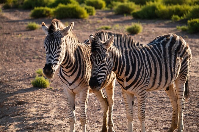 Cape Town Aquila Afternoon Safari with transport and lunch - Facilities after the drive