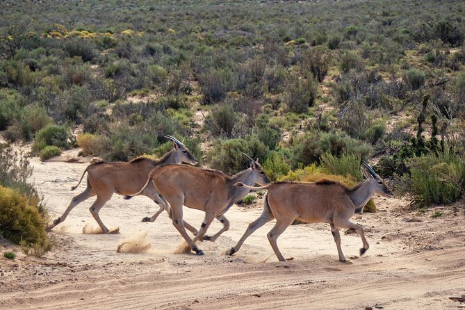 Cape Town Aquila Afternoon Safari with transport and lunch - Is $26 good value?