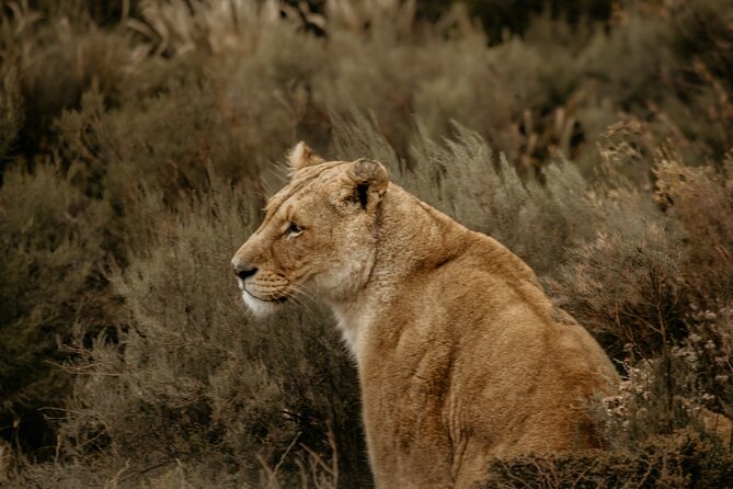 Cape Town Aquila Afternoon Safari with transport and lunch - Group size, timing, and practical planning
