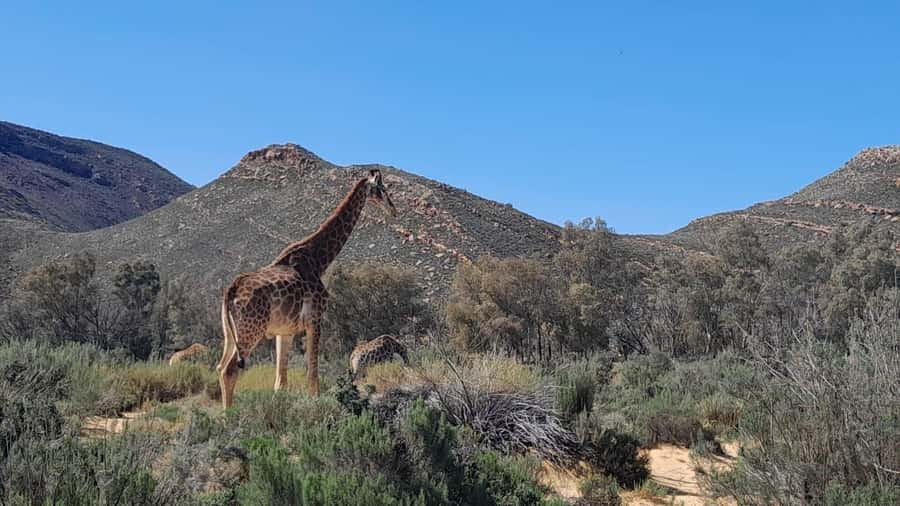 Cape Town big five safari with transport lunch Excl park fee - Key points to know before you book