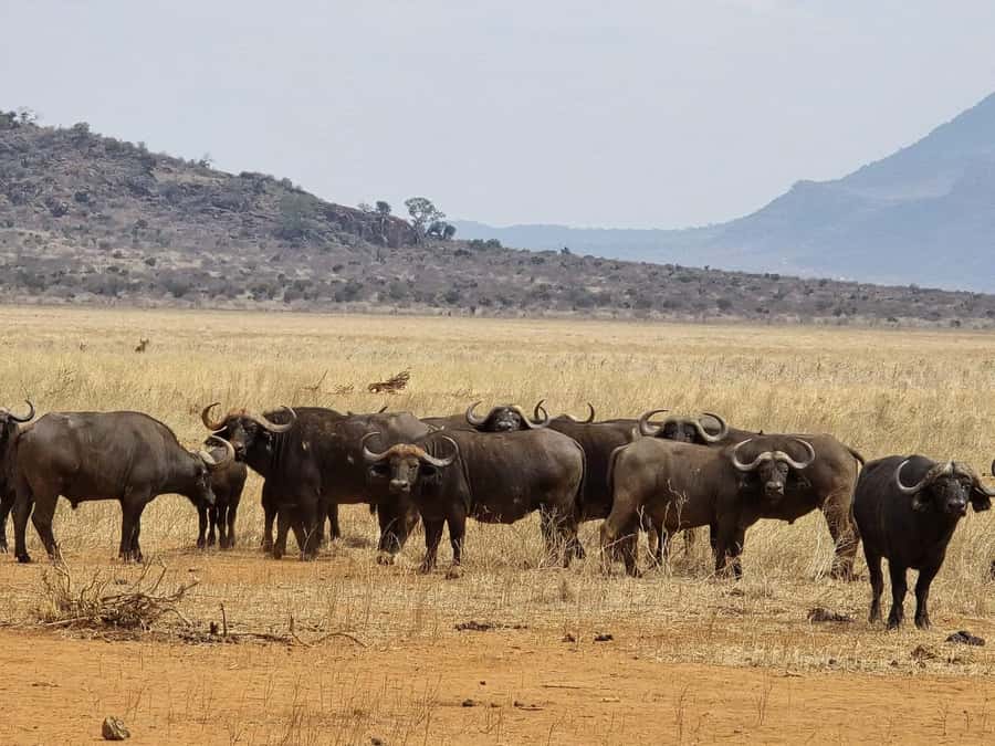 Cape Town big five safari with transport lunch Excl park fee - From Cape Town to the Karoo in one day