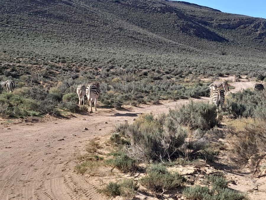 Cape Town big five safari with transport lunch Excl park fee - Lunch, swimming, and the midday pause