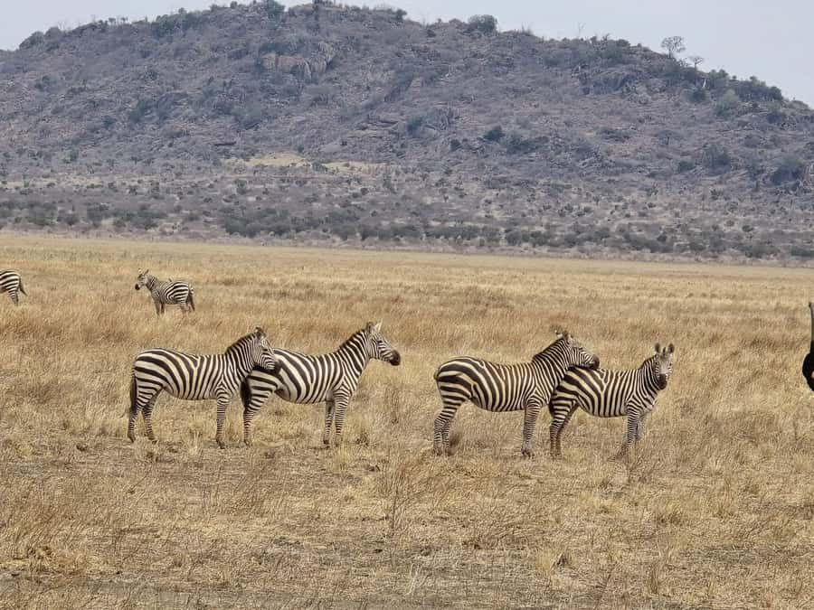 Cape Town big five safari with transport lunch Excl park fee - Who will enjoy this safari most