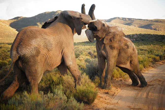 Cape Town Day Safari - Key points at a glance