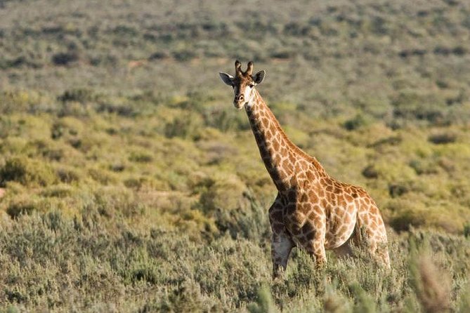 Cape Town Day Safari - Why Aquila makes sense from Cape Town