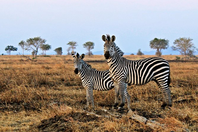 Cape Town Day Safari - Group size and the feel of the outing