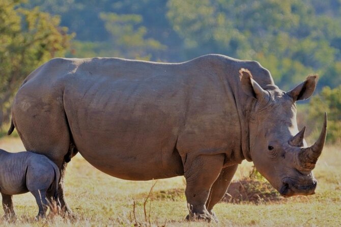 Cape Town Full Day Aquila reserve safari - Key points to know before booking