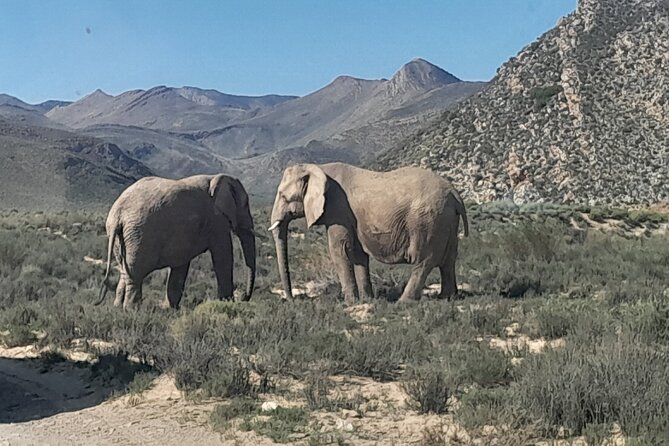 Cape Town Full Day Aquila reserve safari - Worcester gives you a short break