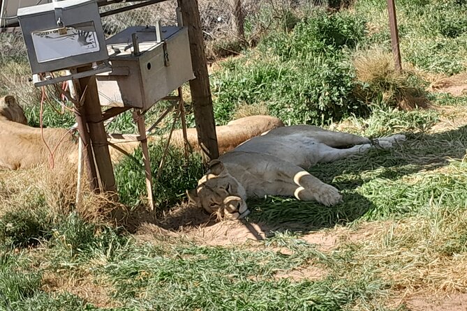 Cape Town Full Day Aquila reserve safari - Two hours of wildlife at Aquila Private Game Reserve