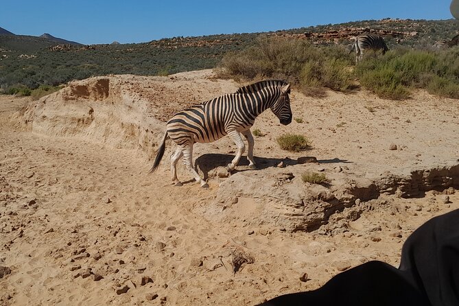 Cape Town Full Day Aquila reserve safari - Buffet lunch keeps the day simple