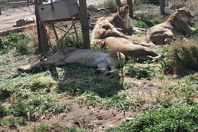 Cape Town Full Day Aquila reserve safari - The return to Cape Town takes about two hours