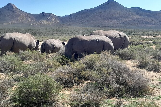 Cape Town Full Day Aquila reserve safari - What the price means at $313.58
