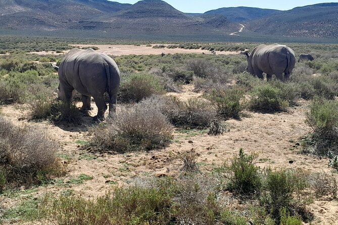 Cape Town Full Day Aquila reserve safari - Who will enjoy this safari most
