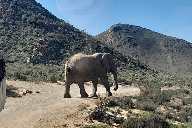 Cape Town Full Day Aquila reserve safari - Through Hex Pass and into the Klein Karoo