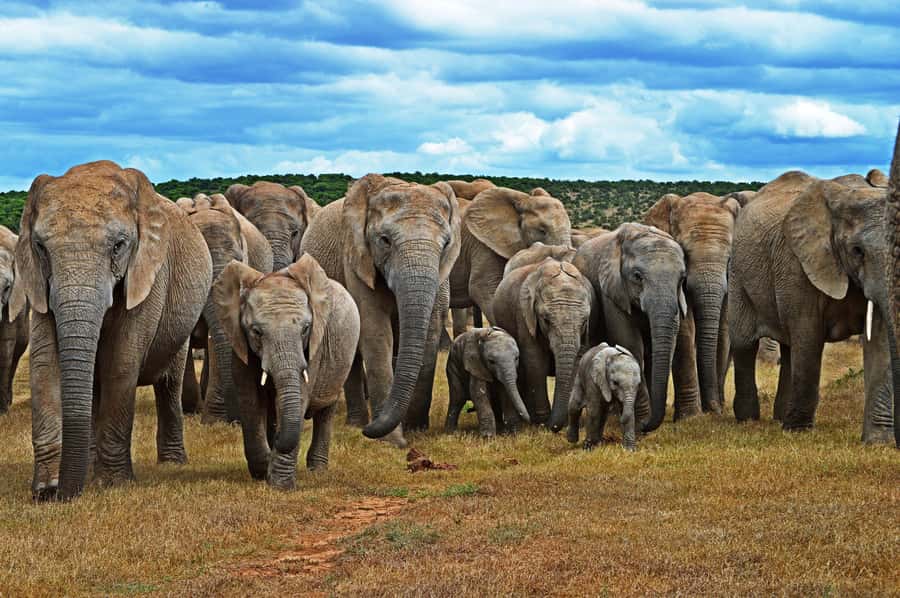 Cape Town: Garden Route and Addo Elephant Park 6-Day Safari - Day 2: Route 62, wine, and the Little Karoo
