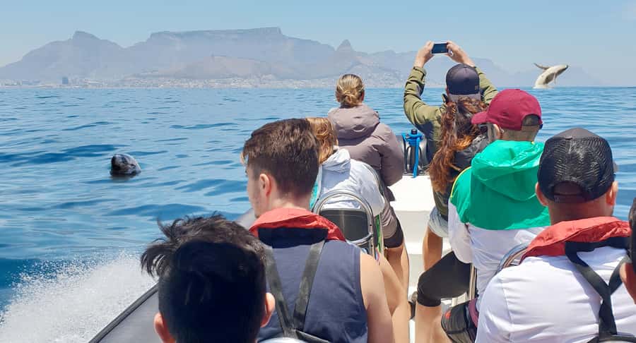 Cape Town: Marine Big 5 Ocean Safari from V&A Waterfront - Leaving the V&A Waterfront on a luxury catamaran
