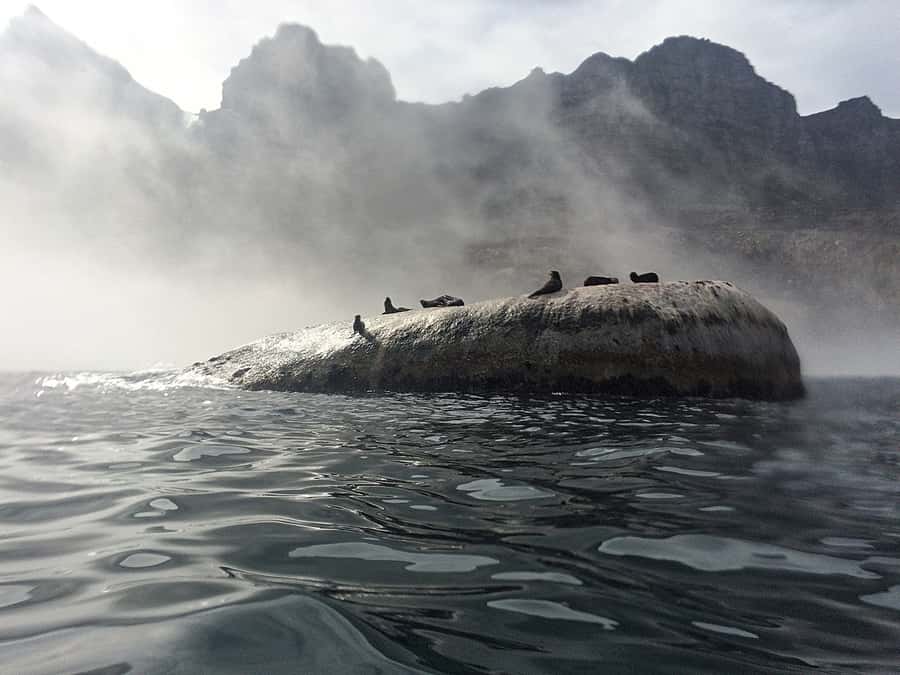 Cape Town: Marine Big 5 Ocean Safari from V&A Waterfront - The wildlife search, from seals to whales