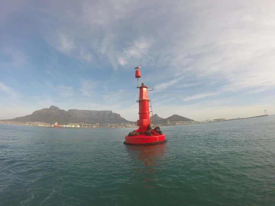 Cape Town: Marine Big 5 Ocean Safari from V&A Waterfront - What the 90-minute route feels like