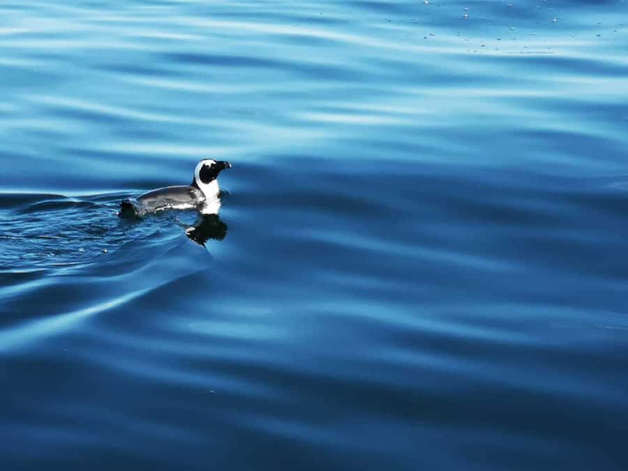 Cape Town: Marine Big 5 Ocean Safari from V&A Waterfront - My booking advice